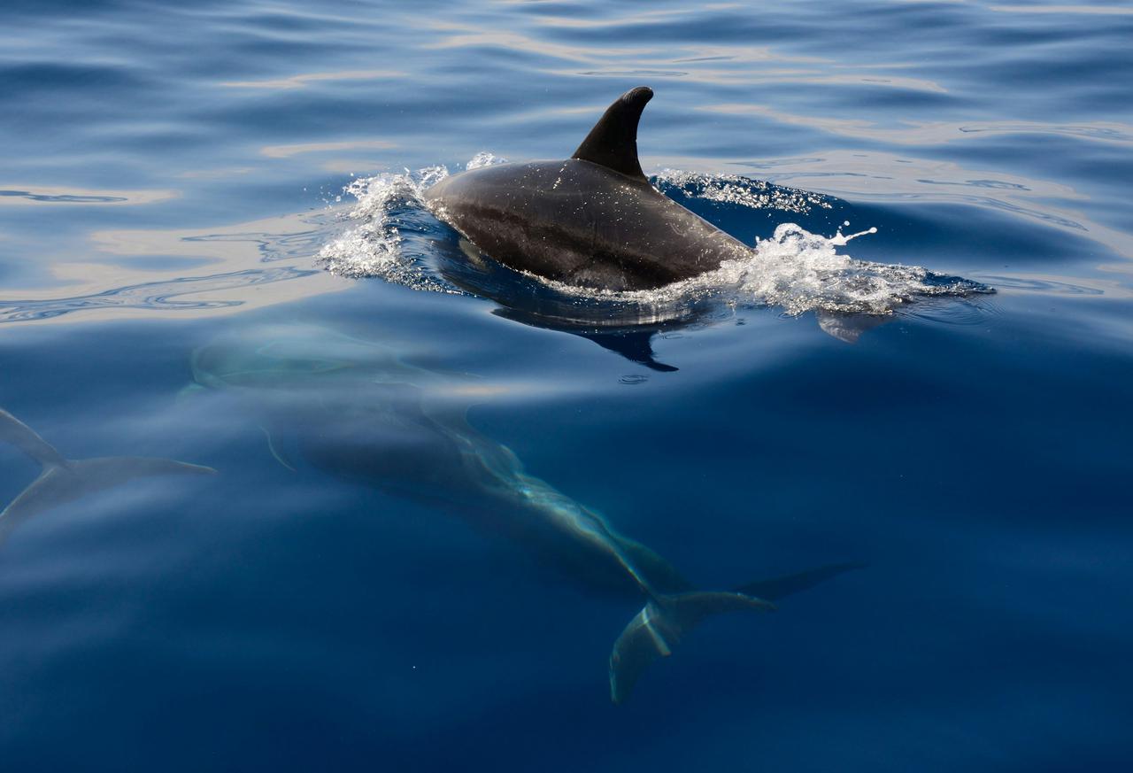 Sri lanka day tour - dolphin & whales trip
