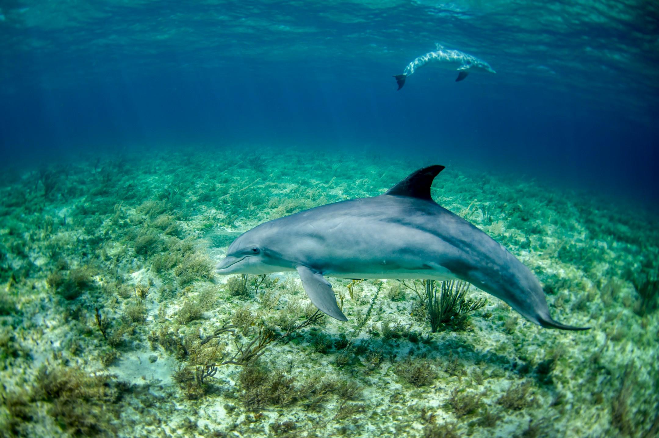 Pair of dolphin