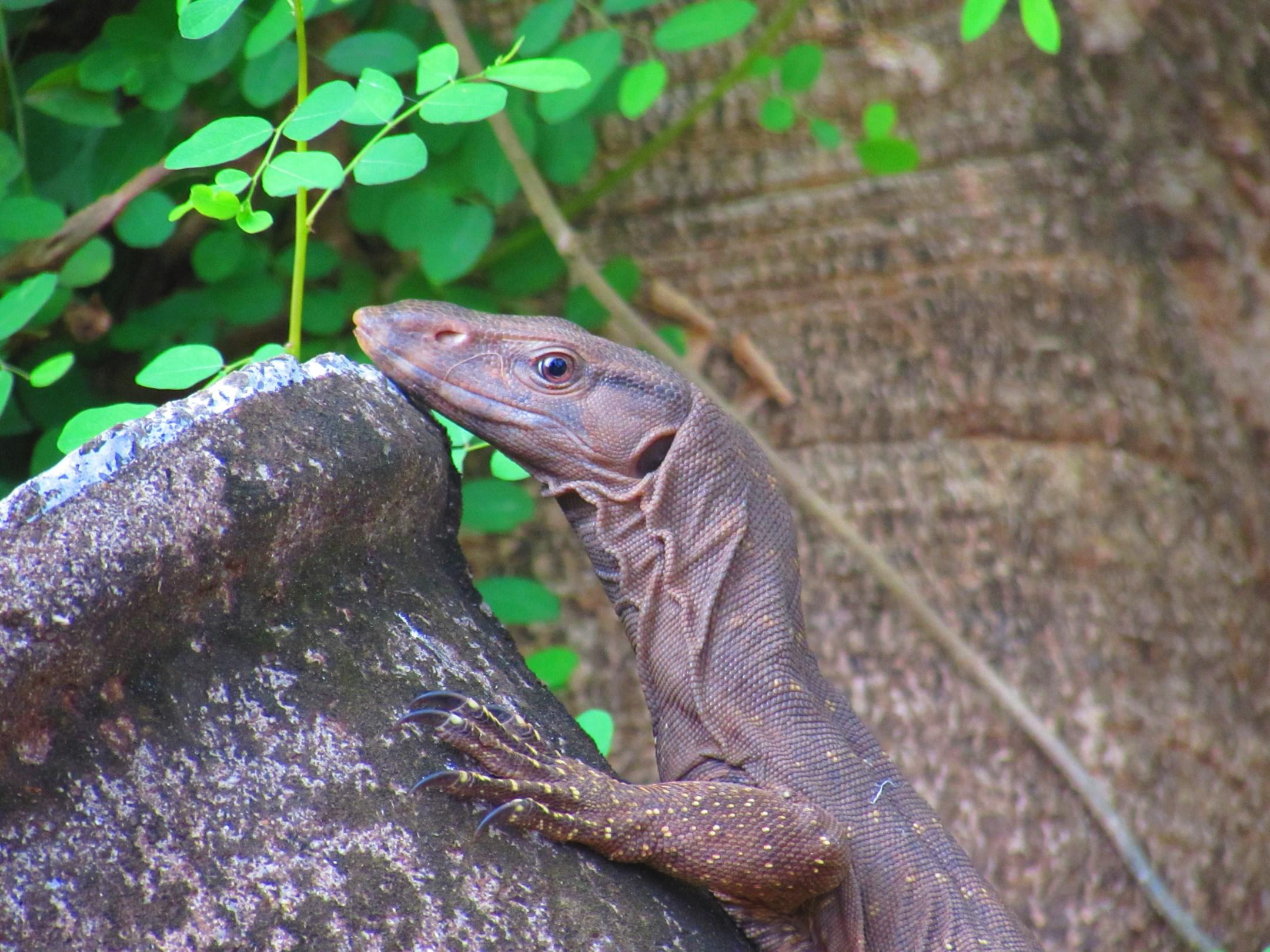 Bengal monitor lizard / Indian monitor lizard slithering on the rock.