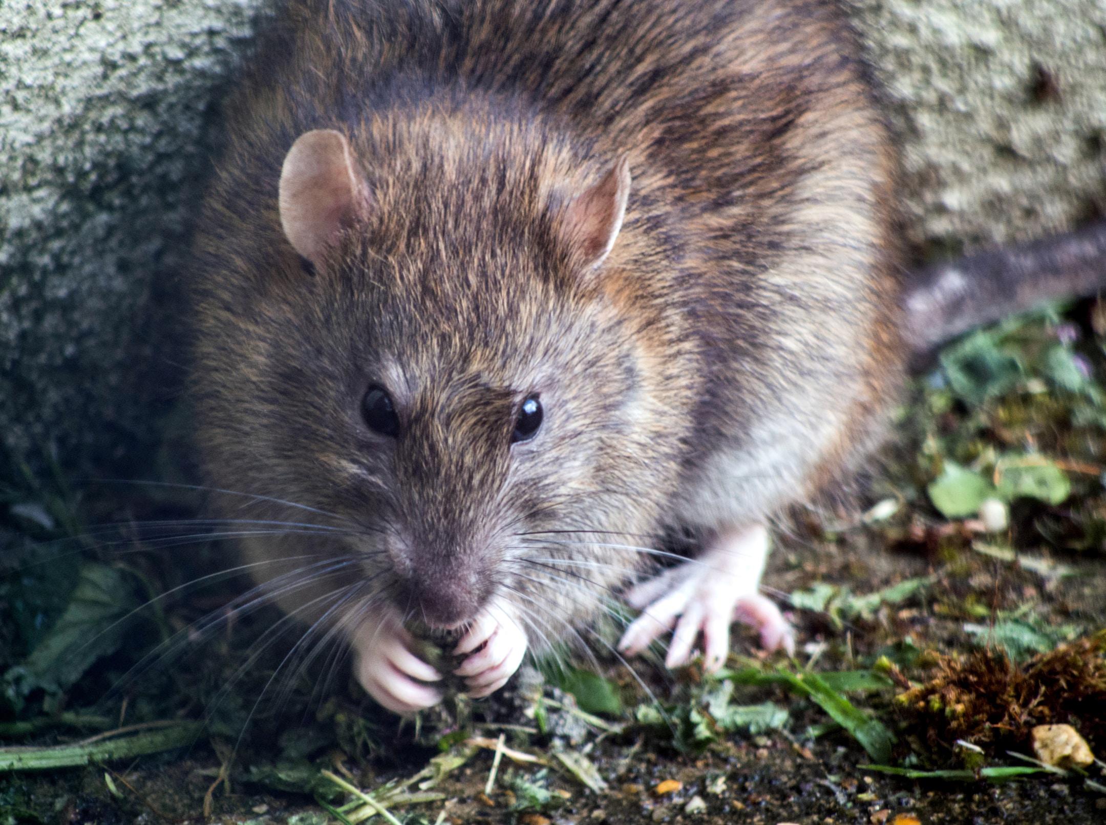 A mouse in dirt, nibbling on food. These can spread diseases and are a vital reason to conduct pest control in Manhattan regularly.