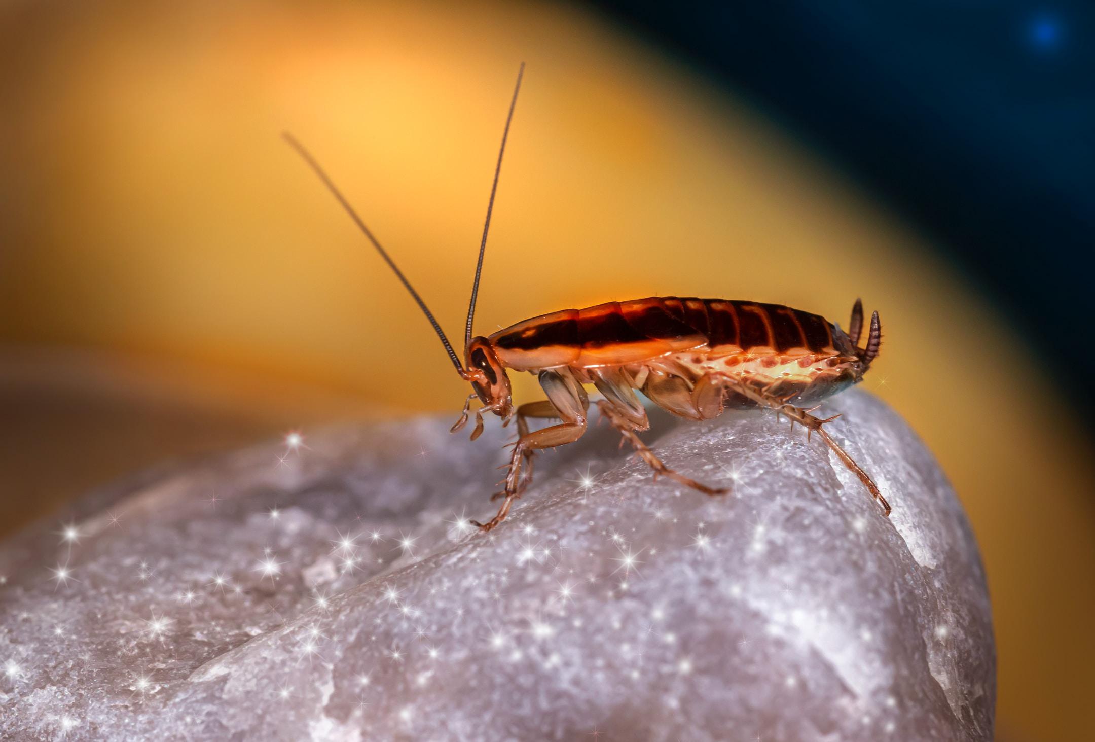 How often does a restaurant need a roach exterminator and other pest control in NYC?