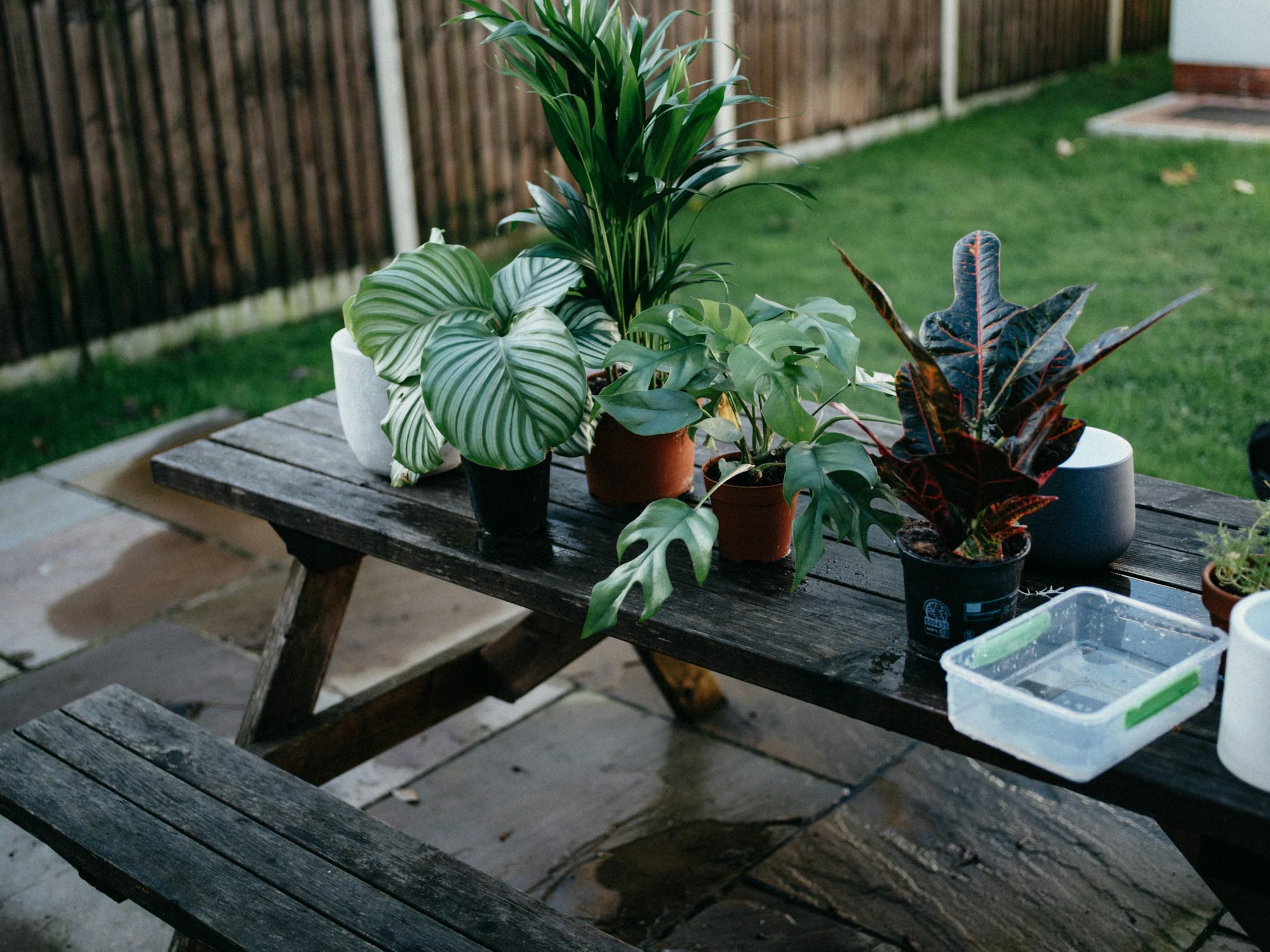 Watering houseplants with saved rainwater