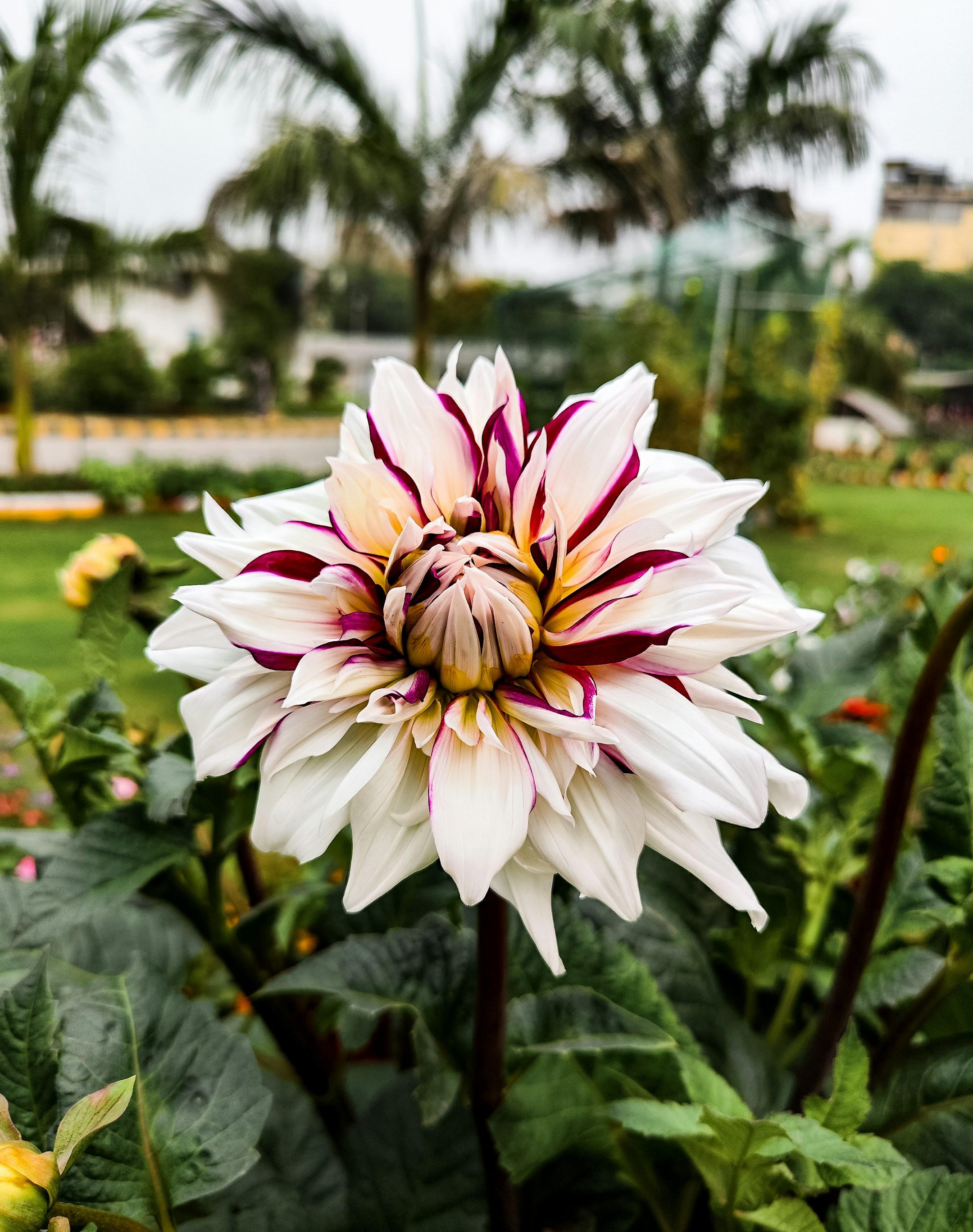 Dahlia Dinnerplate Tartan Tartan's enormous two-tone flowers will be the talk of your garden this summer. The blossoms are an artful blend of deep burgundy and snowy white, with some petals solid and others striped. Just a few stems make a stunning arrangement. This timeless favorite has been popular since the 1950s.