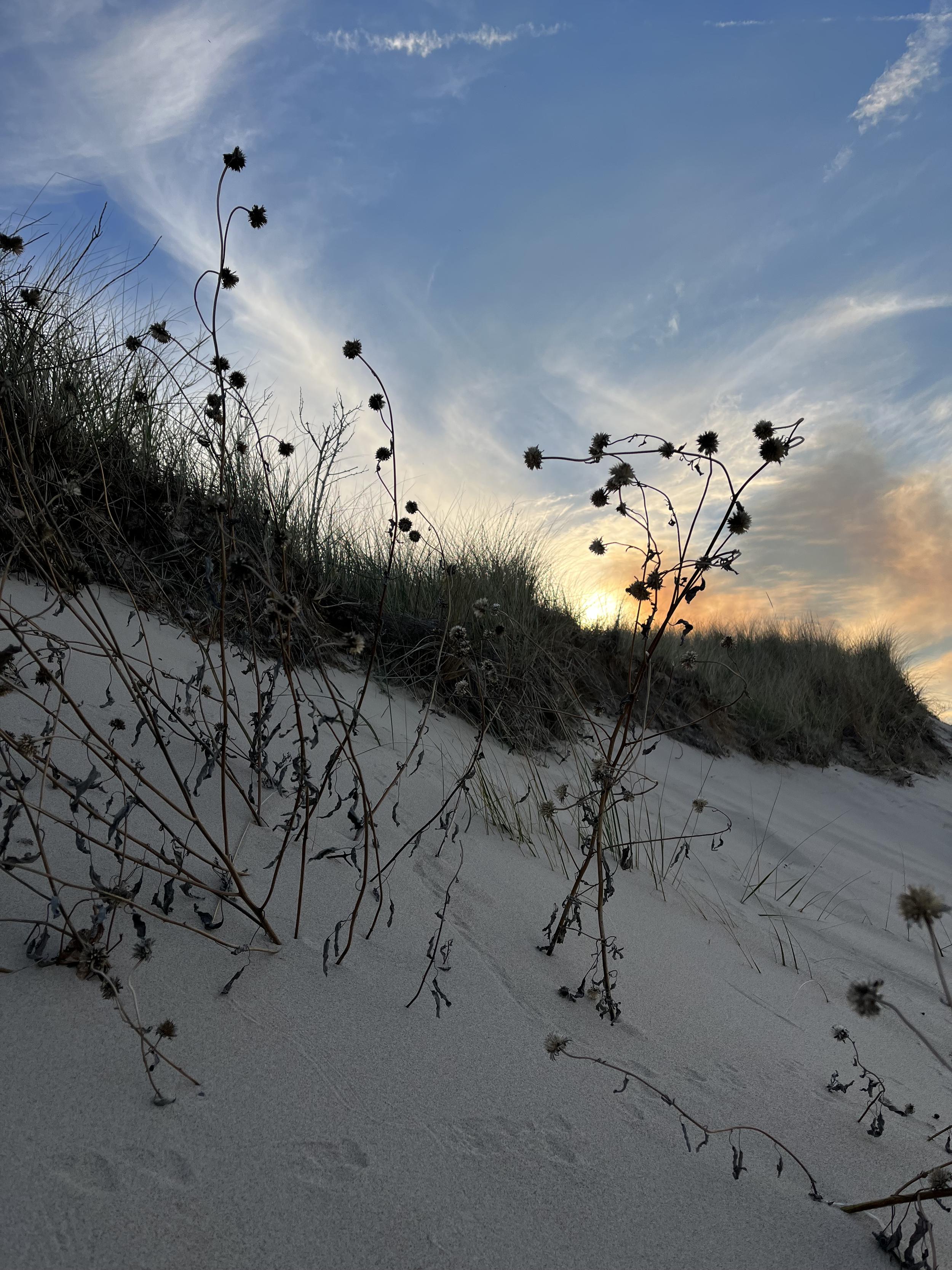 Flowers in winter snow