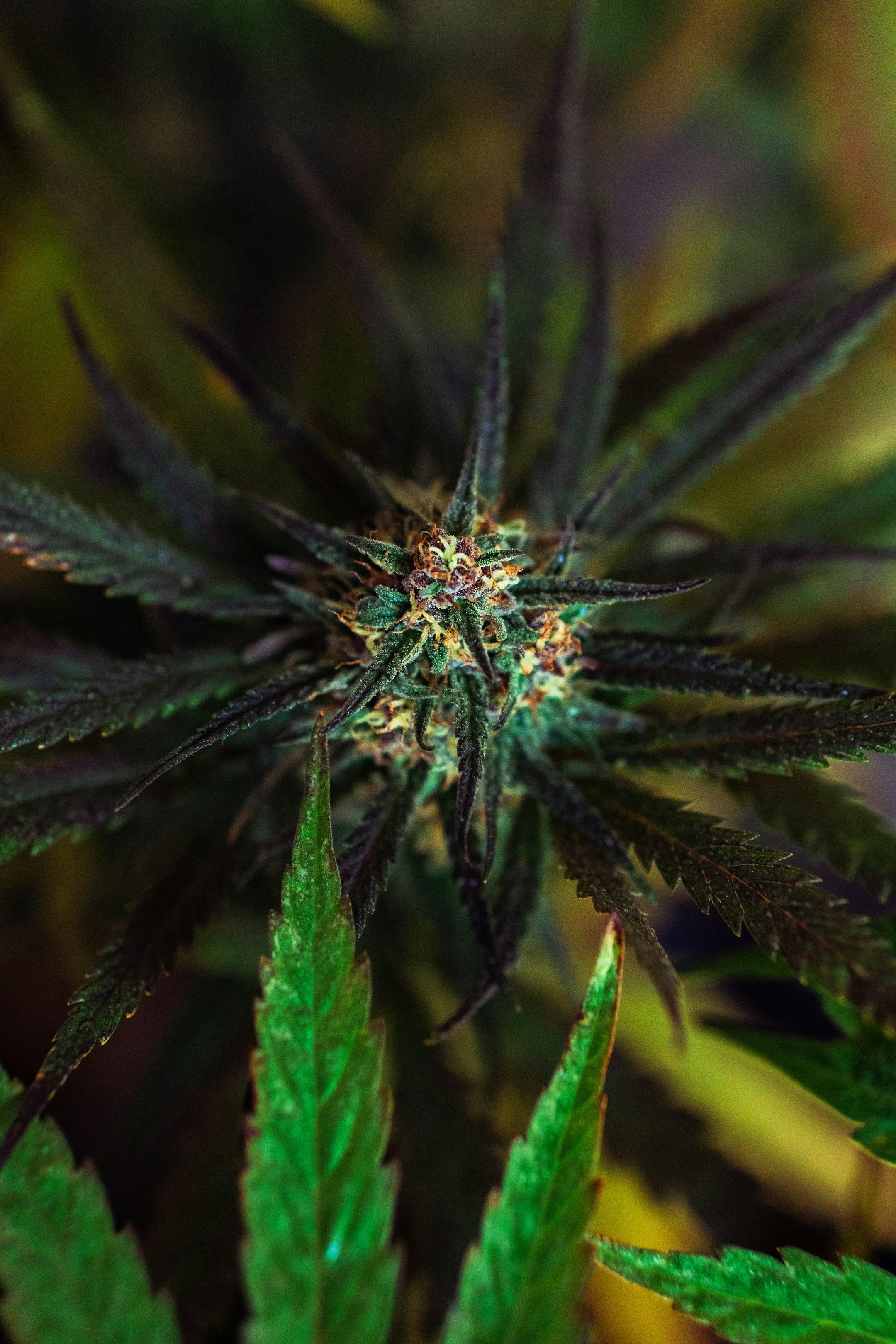 Cannabis plant in flowering stage
Insta: @sichpicsss