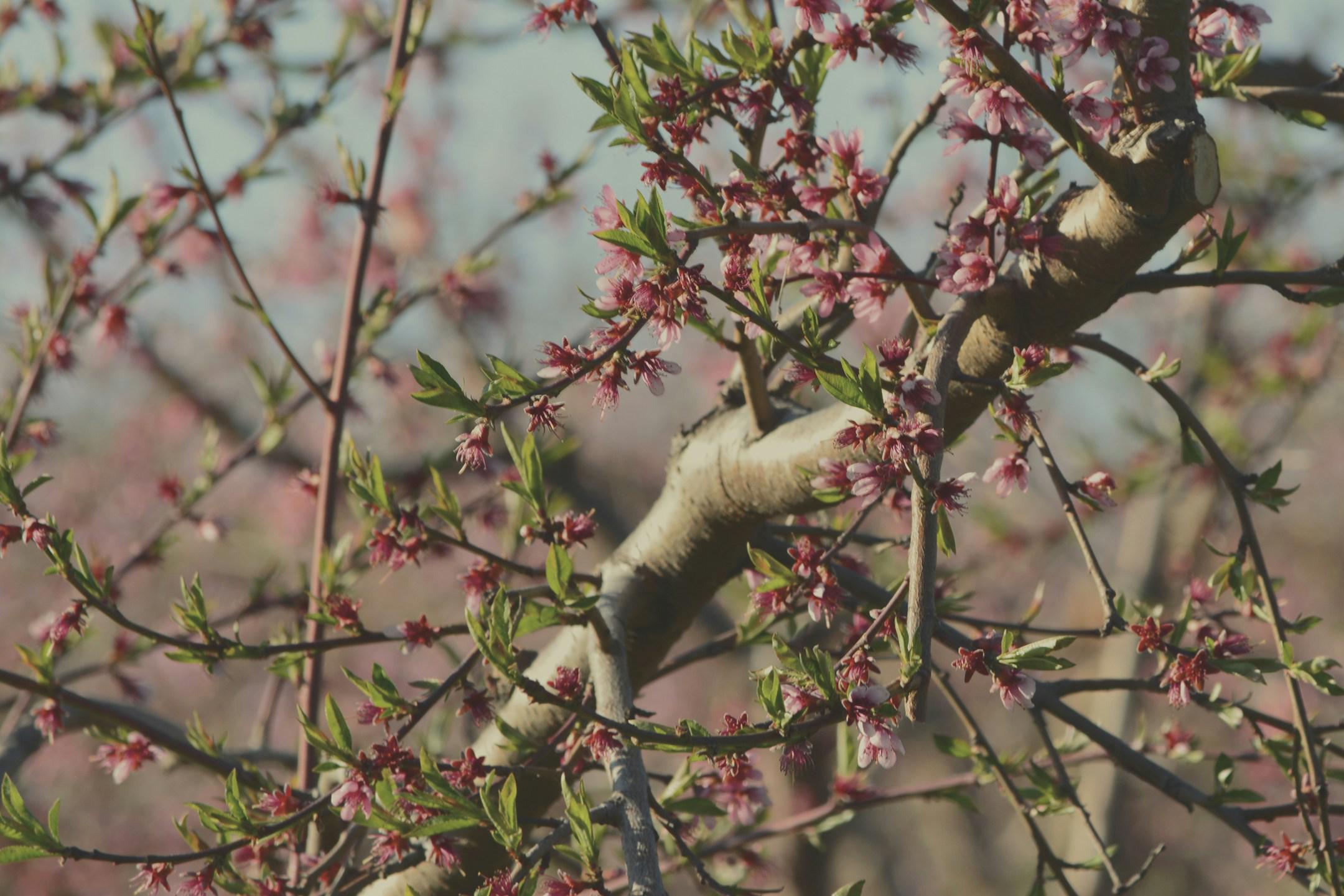 Apple Orchard Blossoming on a Spring Day