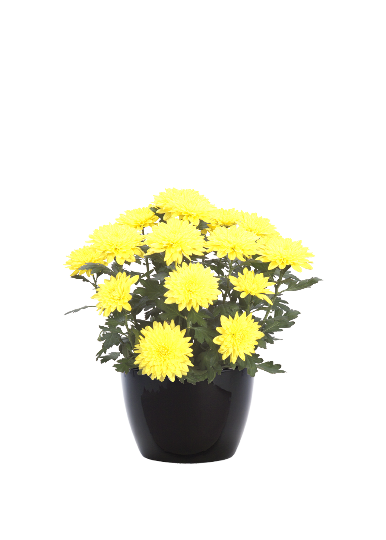 Plantscape Interior Georgia Plant Selections