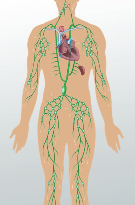 what-is-a-lymph-definition-anatomy-quiz_01003226_110139-1730680291419-1730680377447.jpg