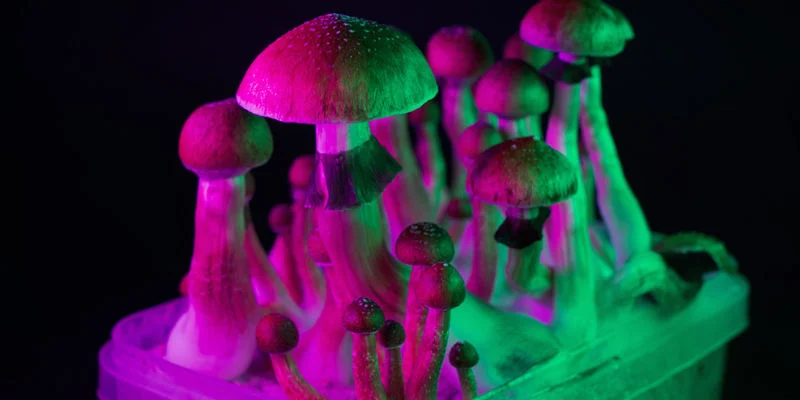 shrooms1.webp