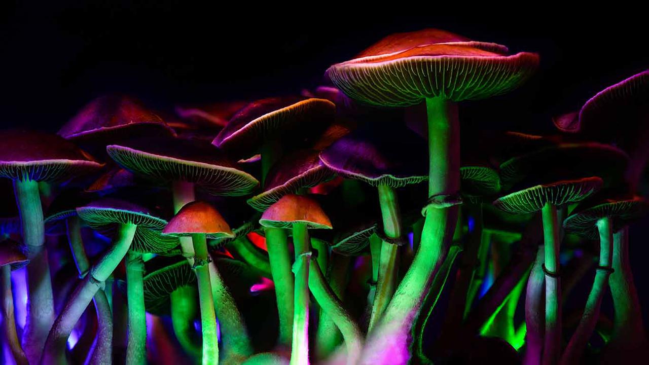 hongos-alucingenos3.jpg