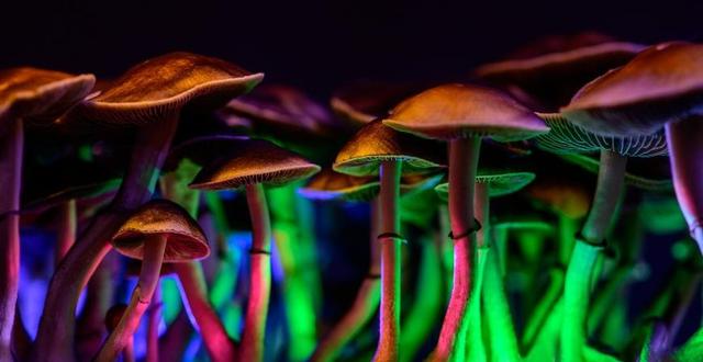 1686743490_understanding-magic-mushroom-slang-1.jpg