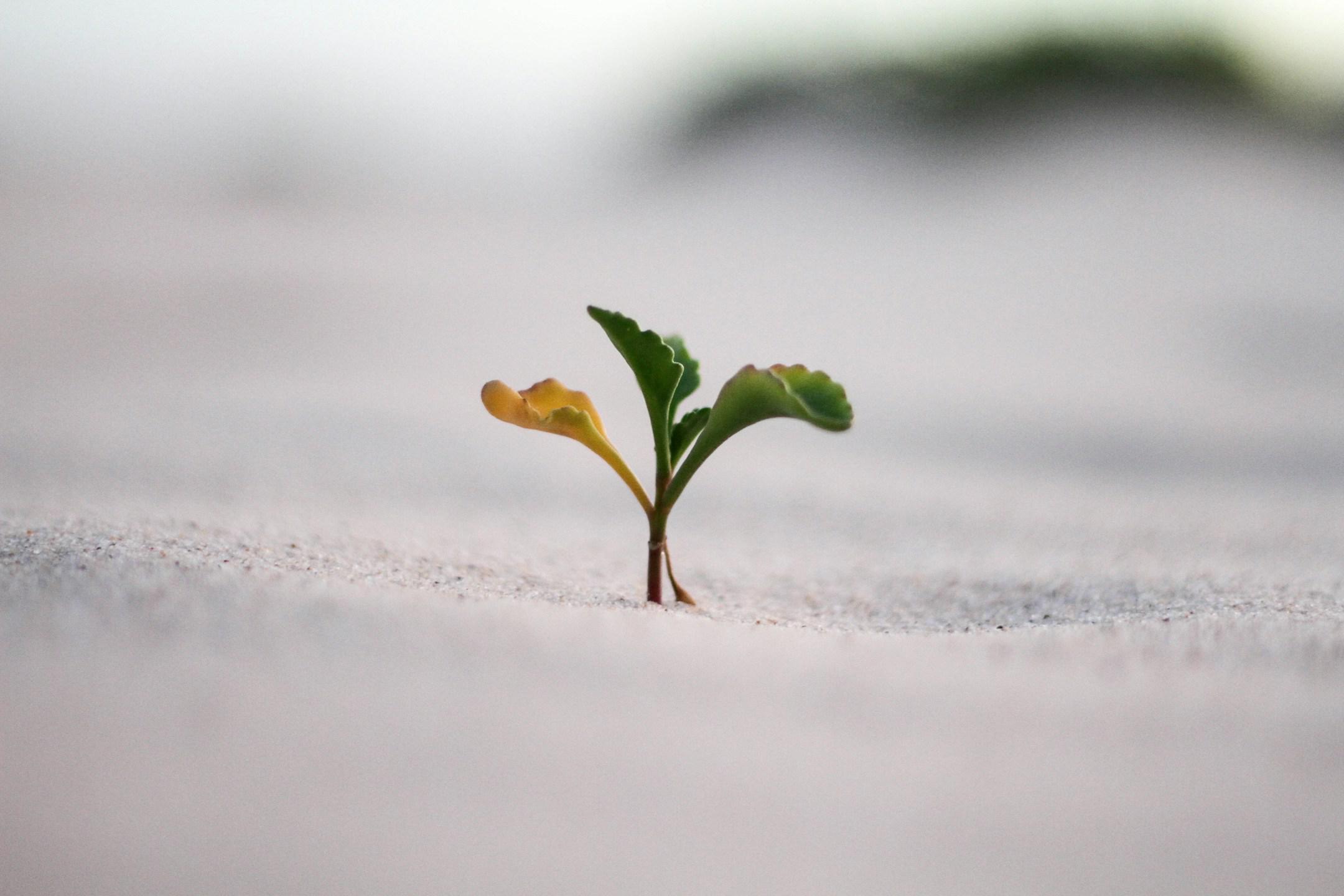 <strong>Pinterest-Beratung</strong>