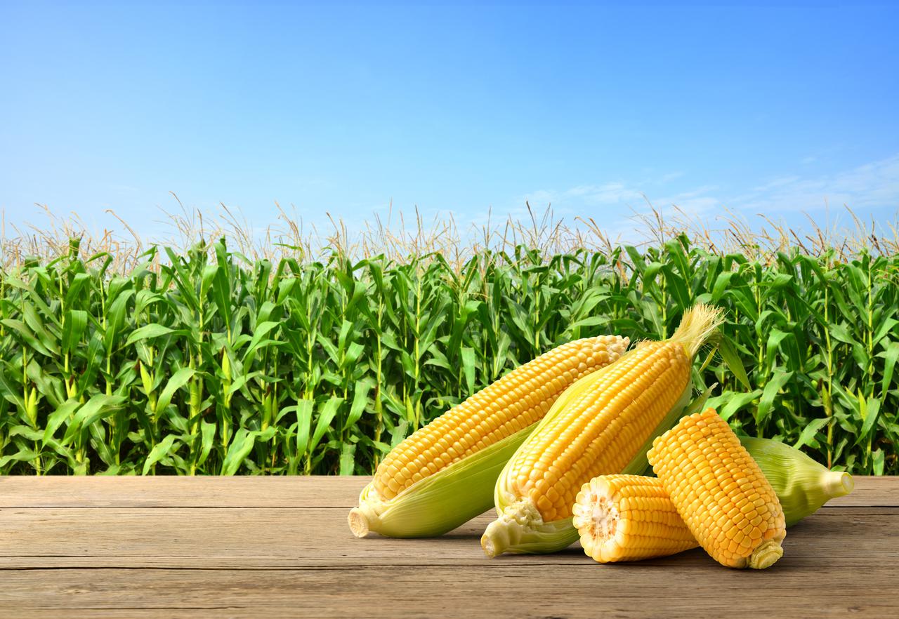 shutterstock_2278624555.jpg