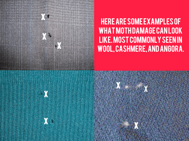moth-damage-examples.png