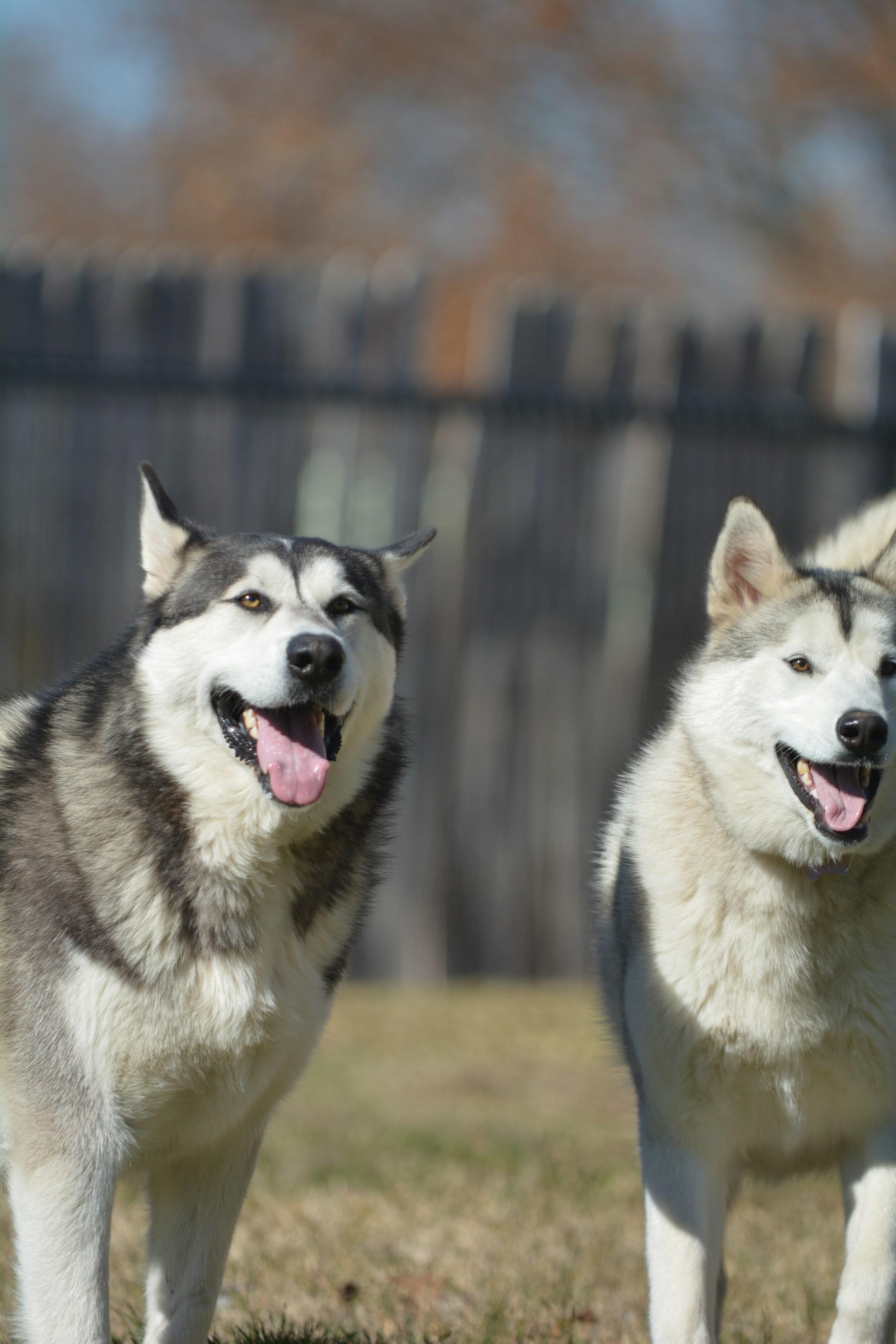 Happy dogs playing outside