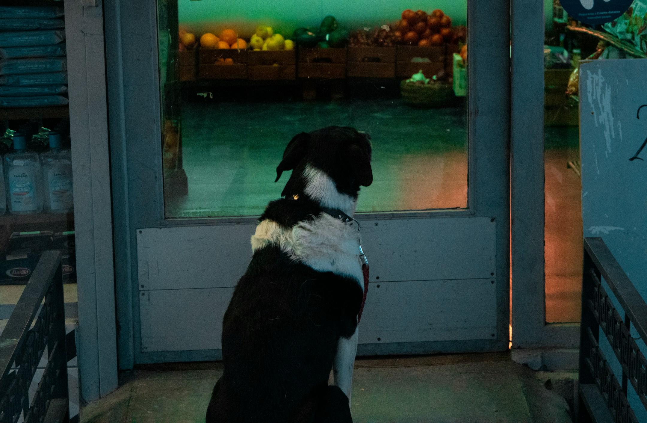 A dog waits for its owner outside a shop in central London.