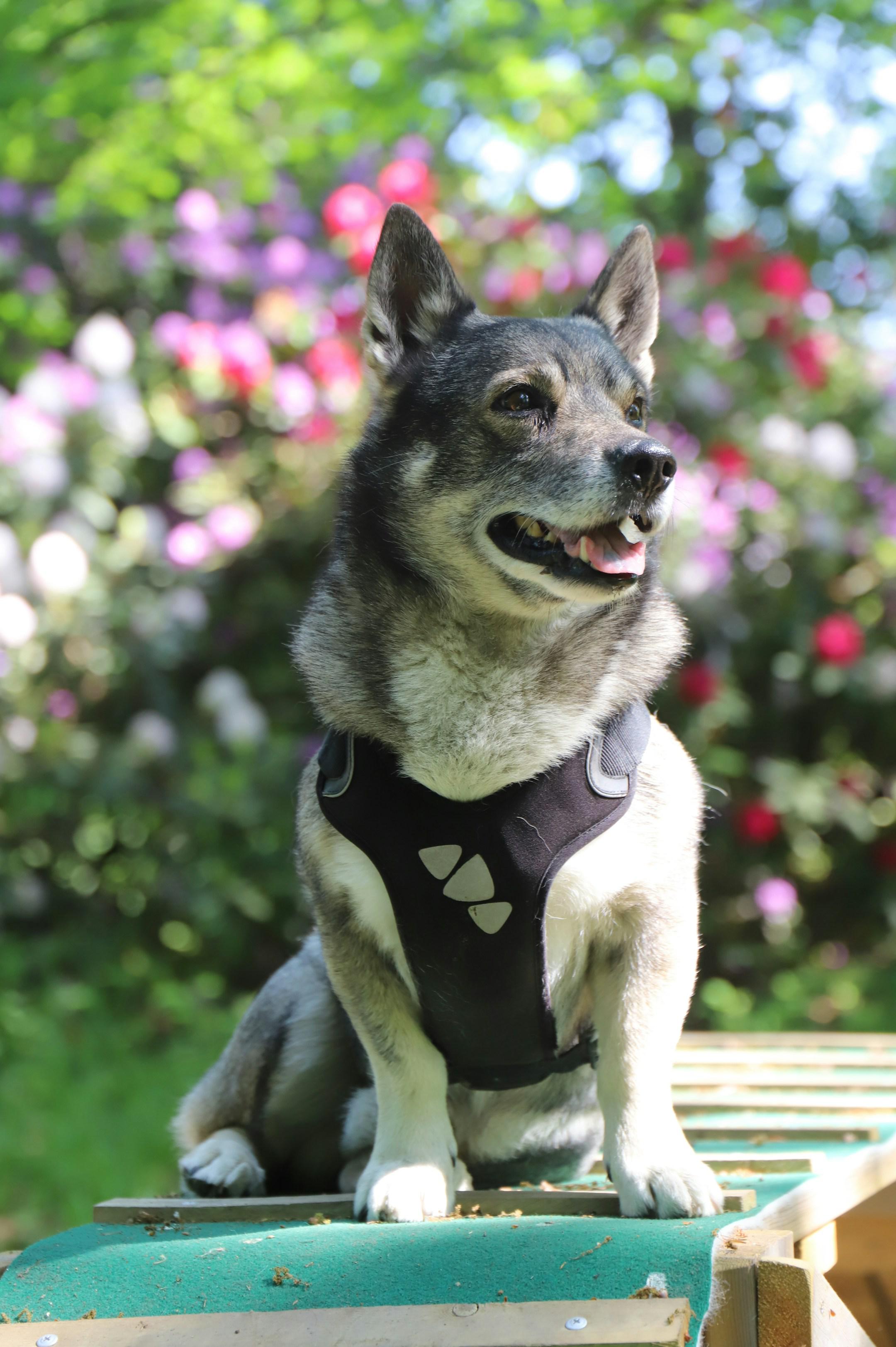 A dog trainer in Athens is the key to good behavior