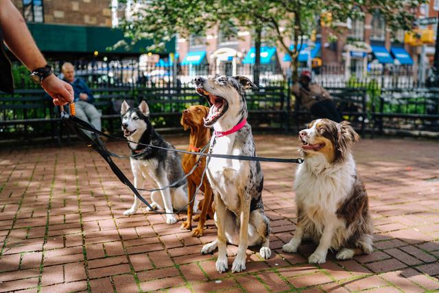 Dog waste removal services can benefit your business in Connecticut.