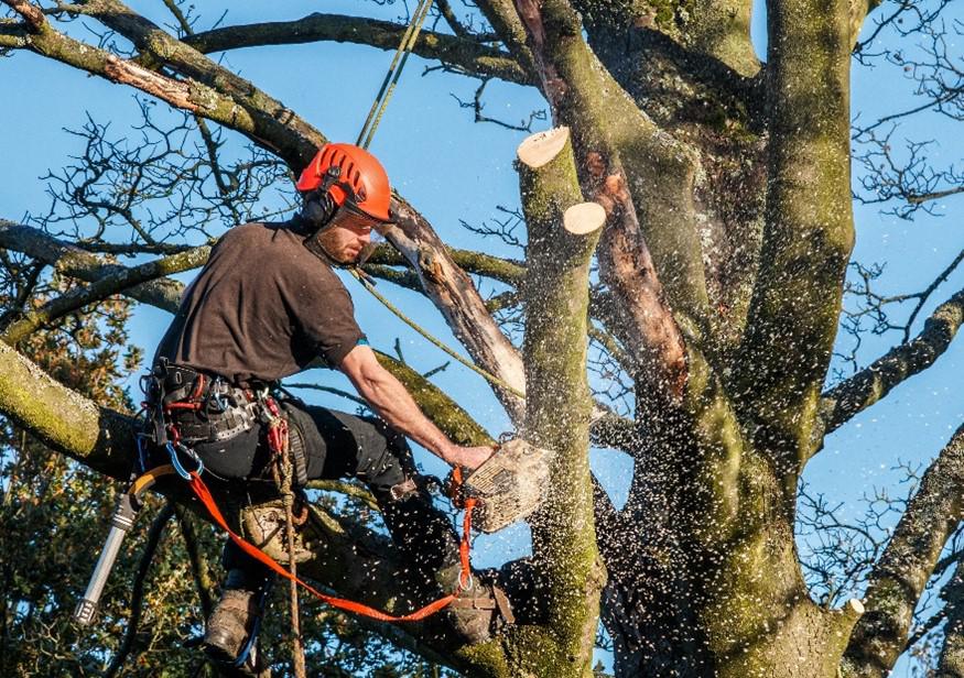 treetrim.jpg
