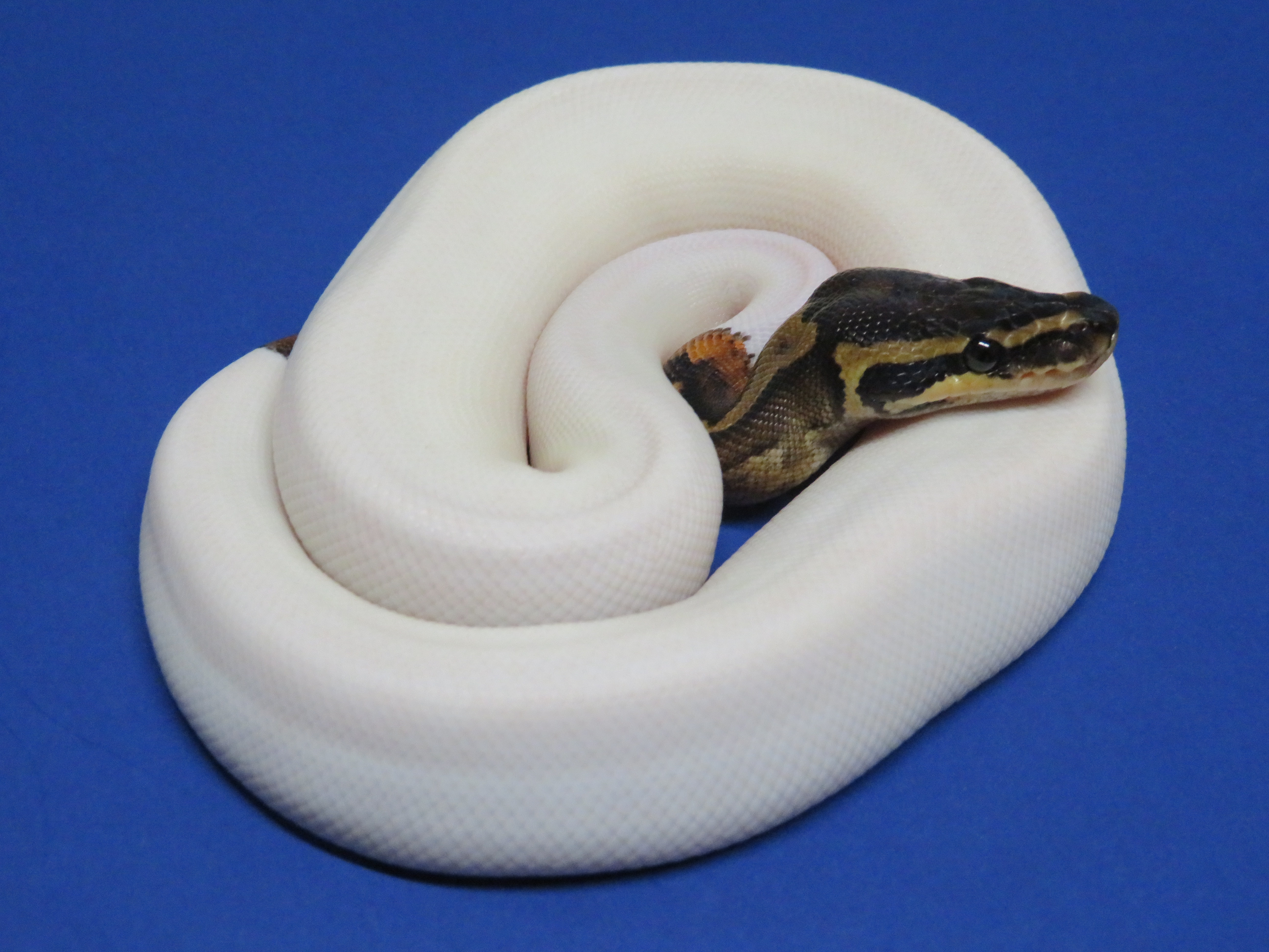 Ball Pythons for Sale For Goodness Snakes