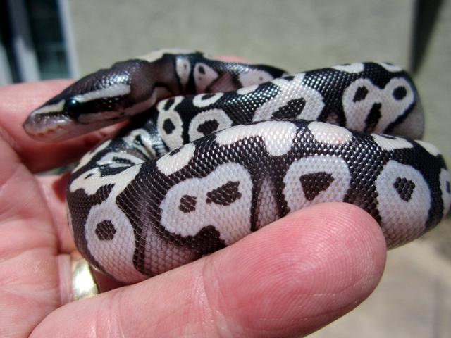 2012 axanthic gold blush mojave.jpeg