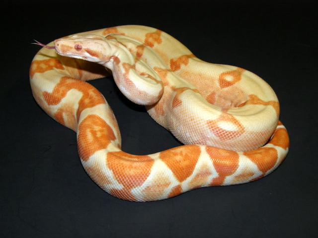 male lipstick sunglow.jpeg