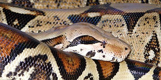 best boa i ever produced.jpeg