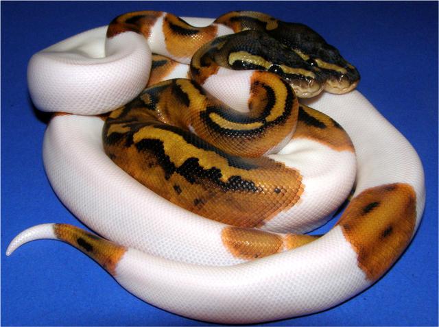 best pied photo.jpeg