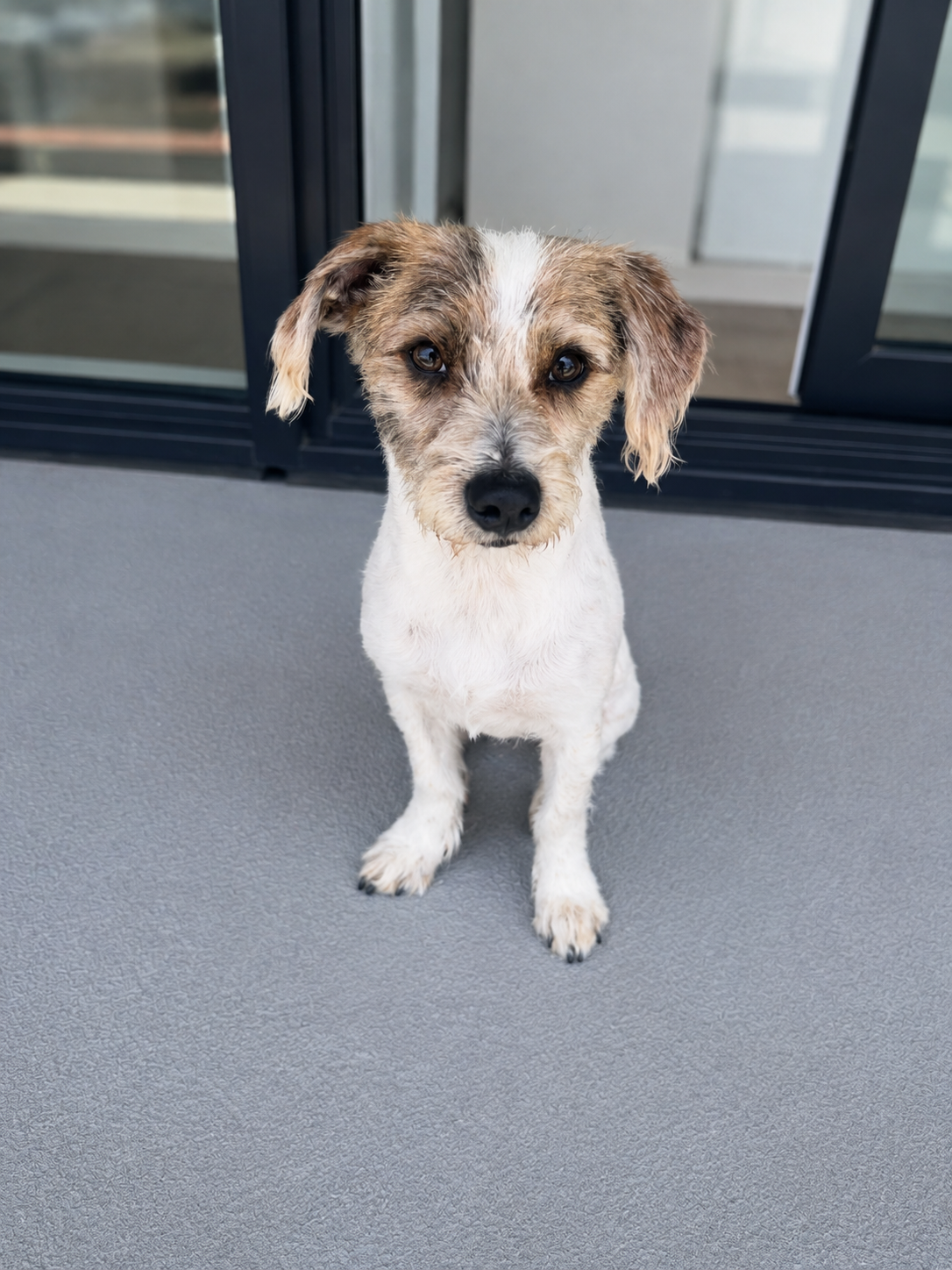 Bella, a rescue dog in recovery