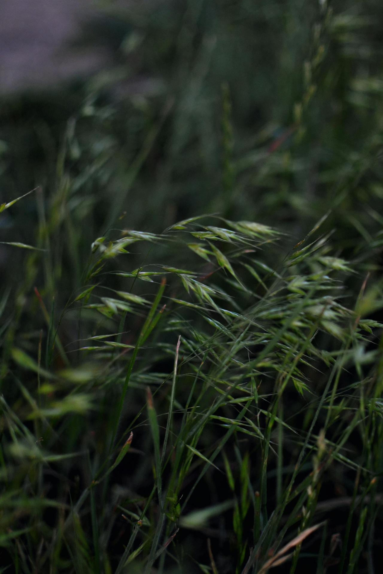 Macro shot of green cheatgrass with soft focus, evoking calmness and nature's simplicity.