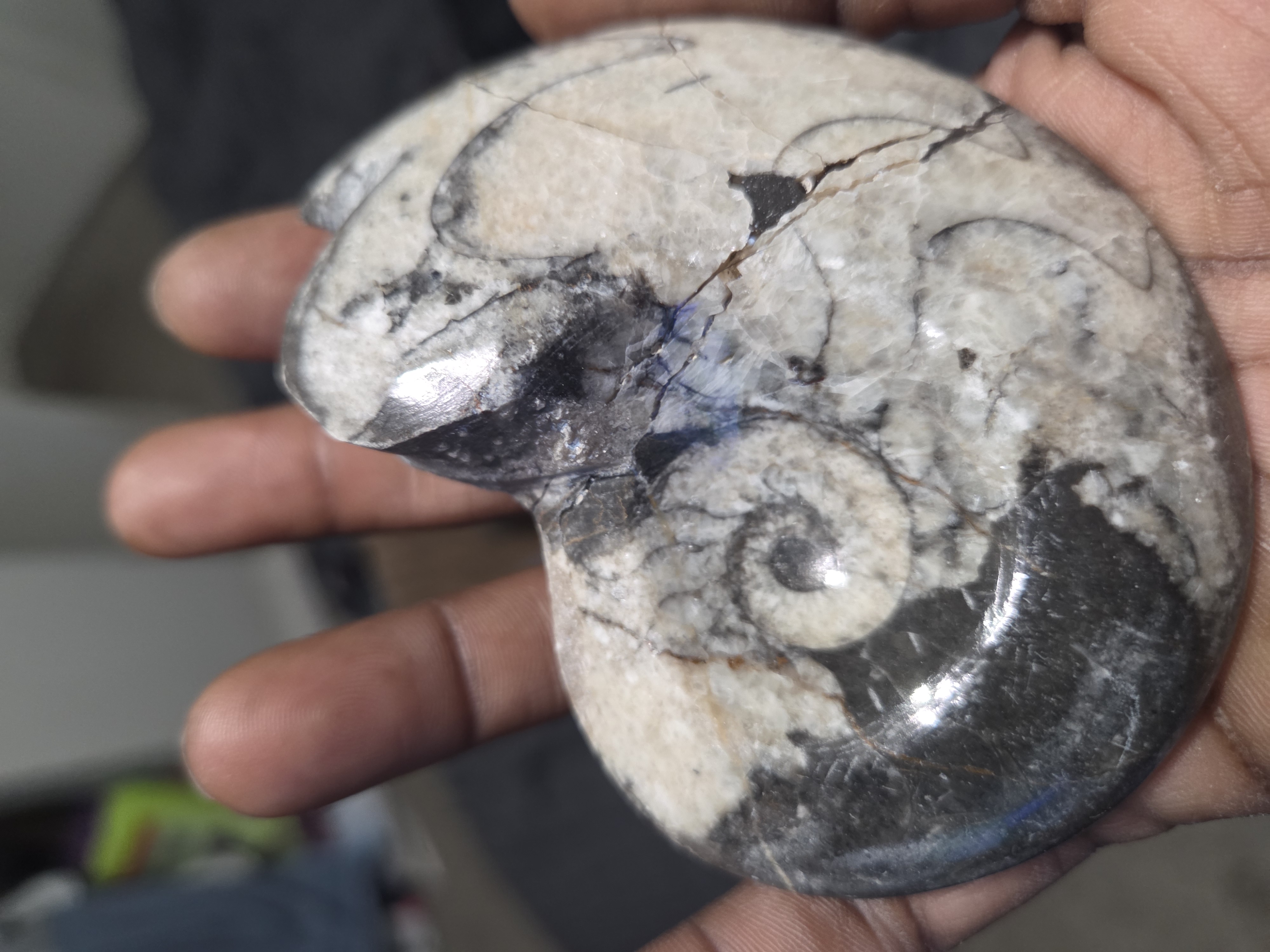 Ammonite Fossil