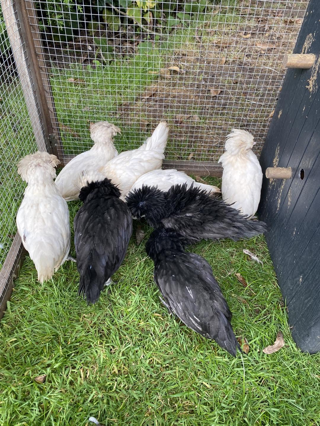 Polish Chickens - White