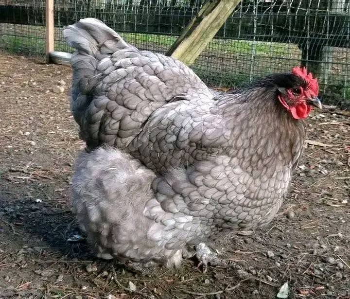 Cochin Chickens - Blue