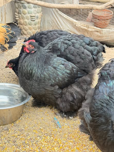 Cochin Chickens - Black