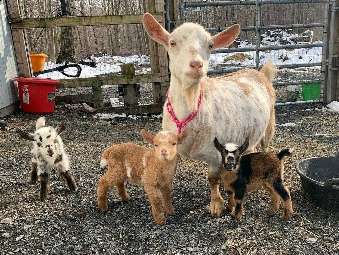 Nigerian Dwarf Mini Goats