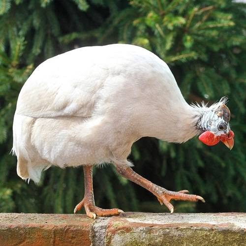 White African Guinea Fowls