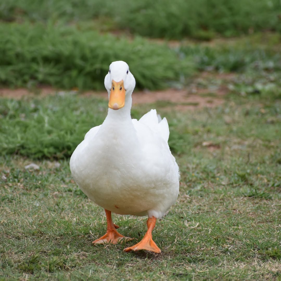 White Layer Ducks