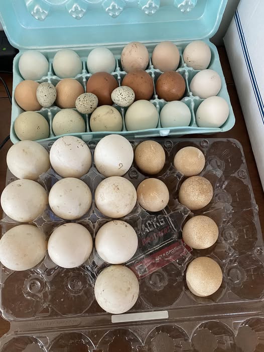 Hatching Eggs - Wyandotte Breed