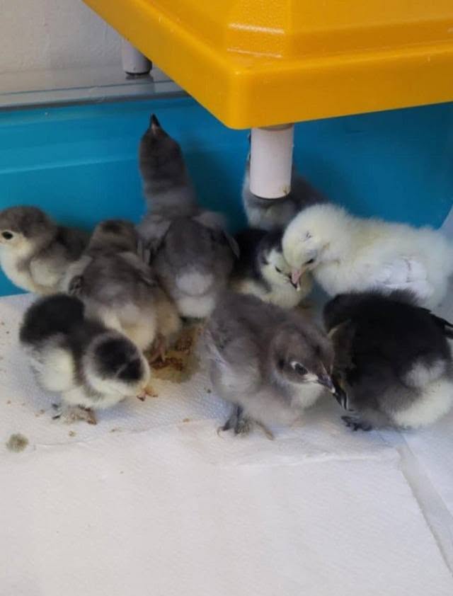 Bantam Chicks