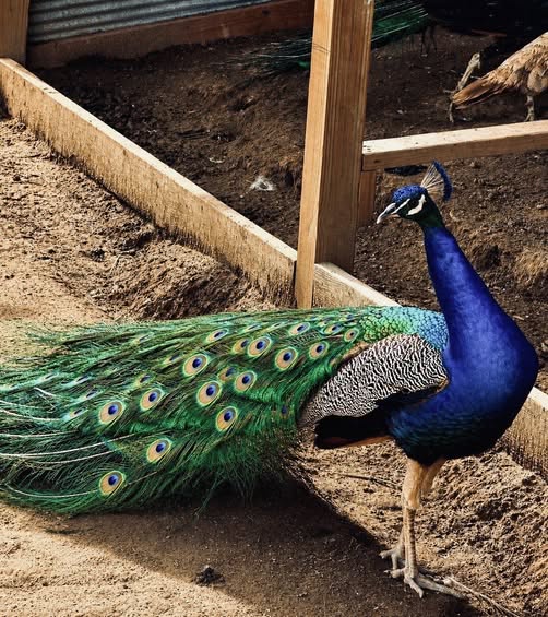 Indian Blue Peafowls