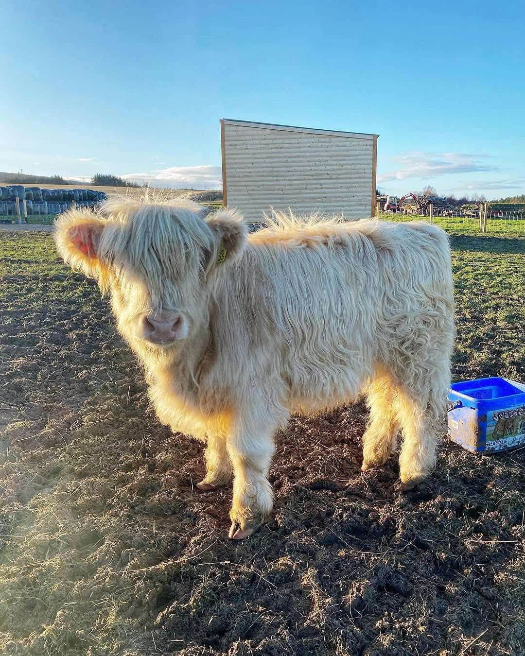 Karisma Mini Cows