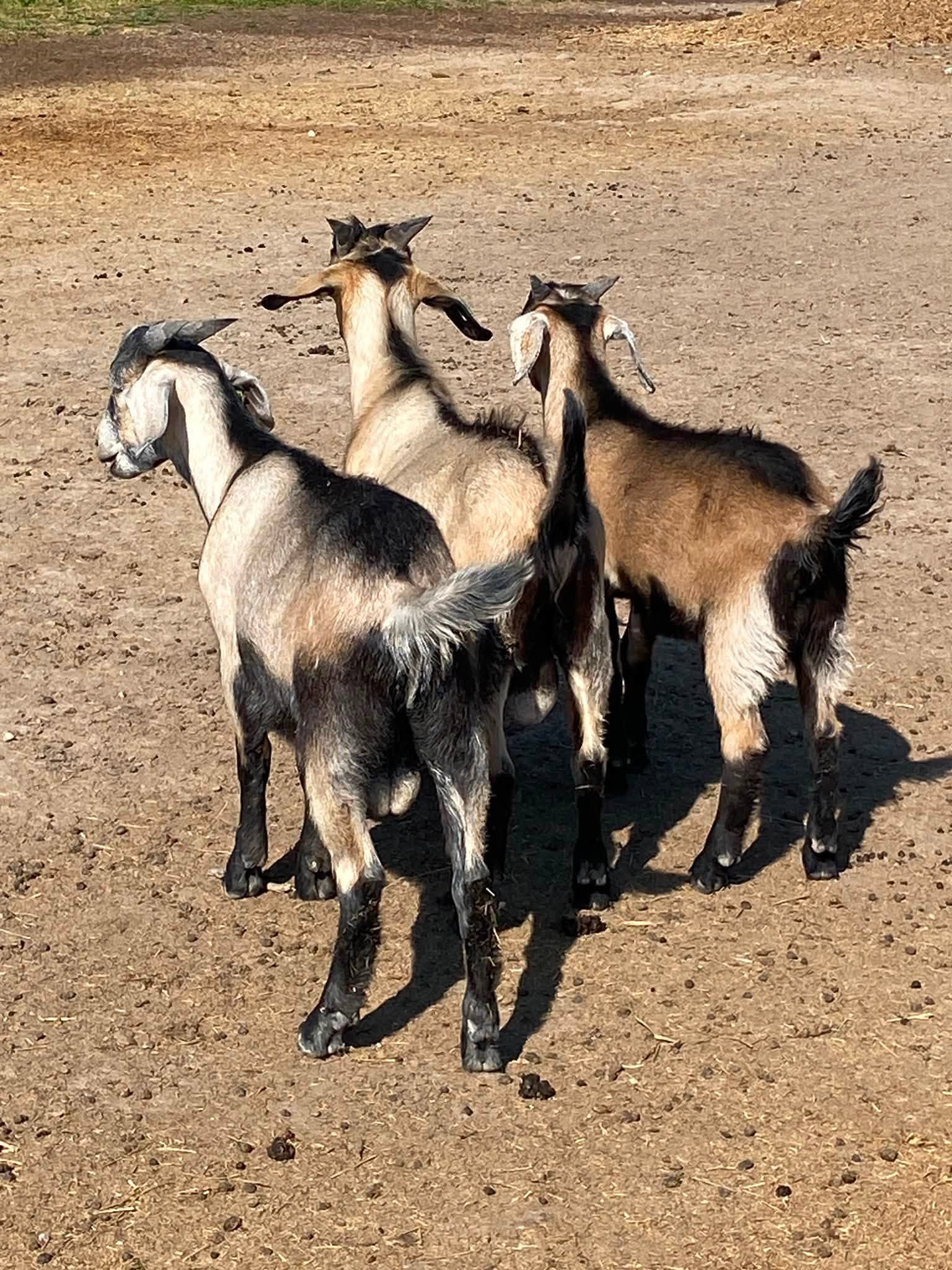 Spanish Goats