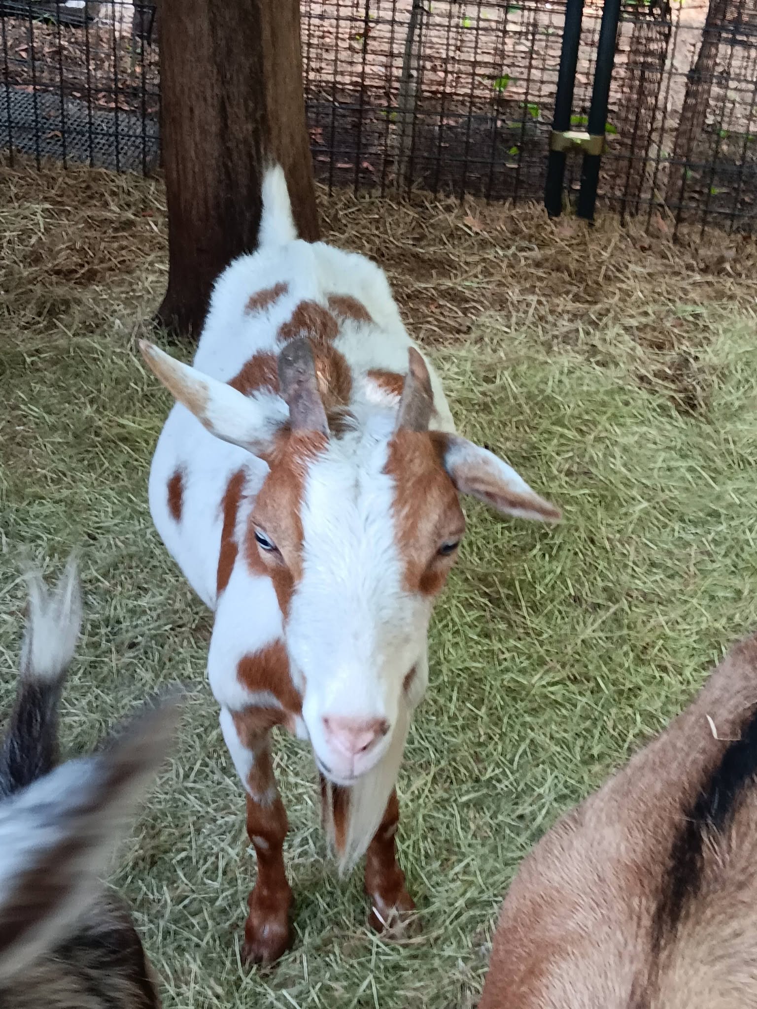 Nigerian Dwarf Goats