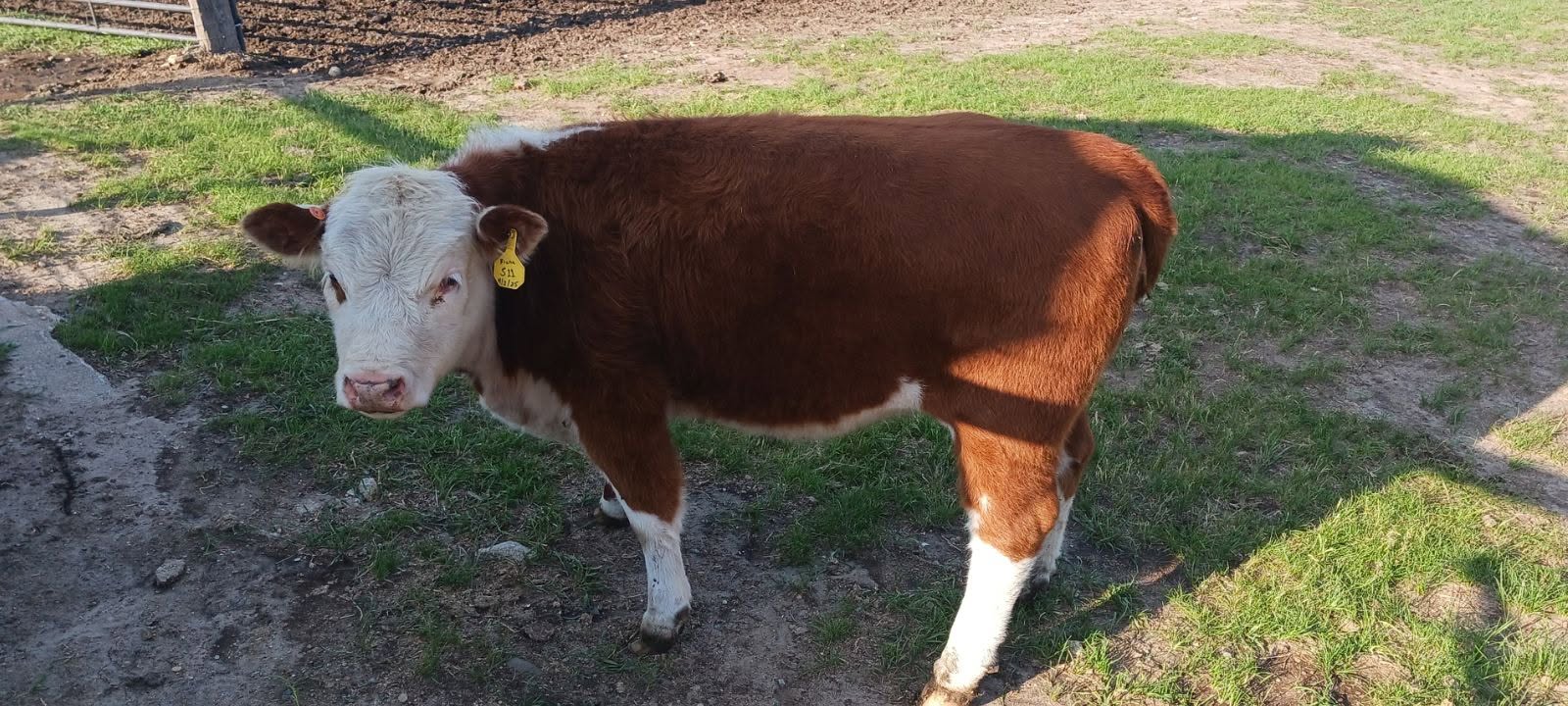 Miniature Hereford Mini Cows