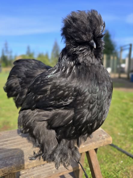 Silkie Chickens - Black