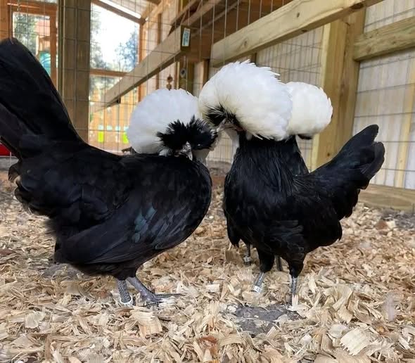 Polish Chickens - Black