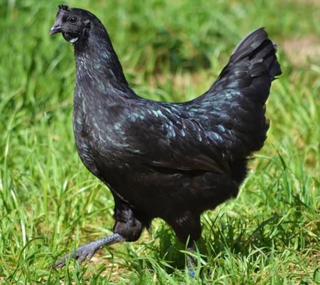 Bantam Chickens - Black