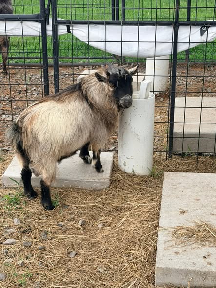 American Pygmy Mini Goats