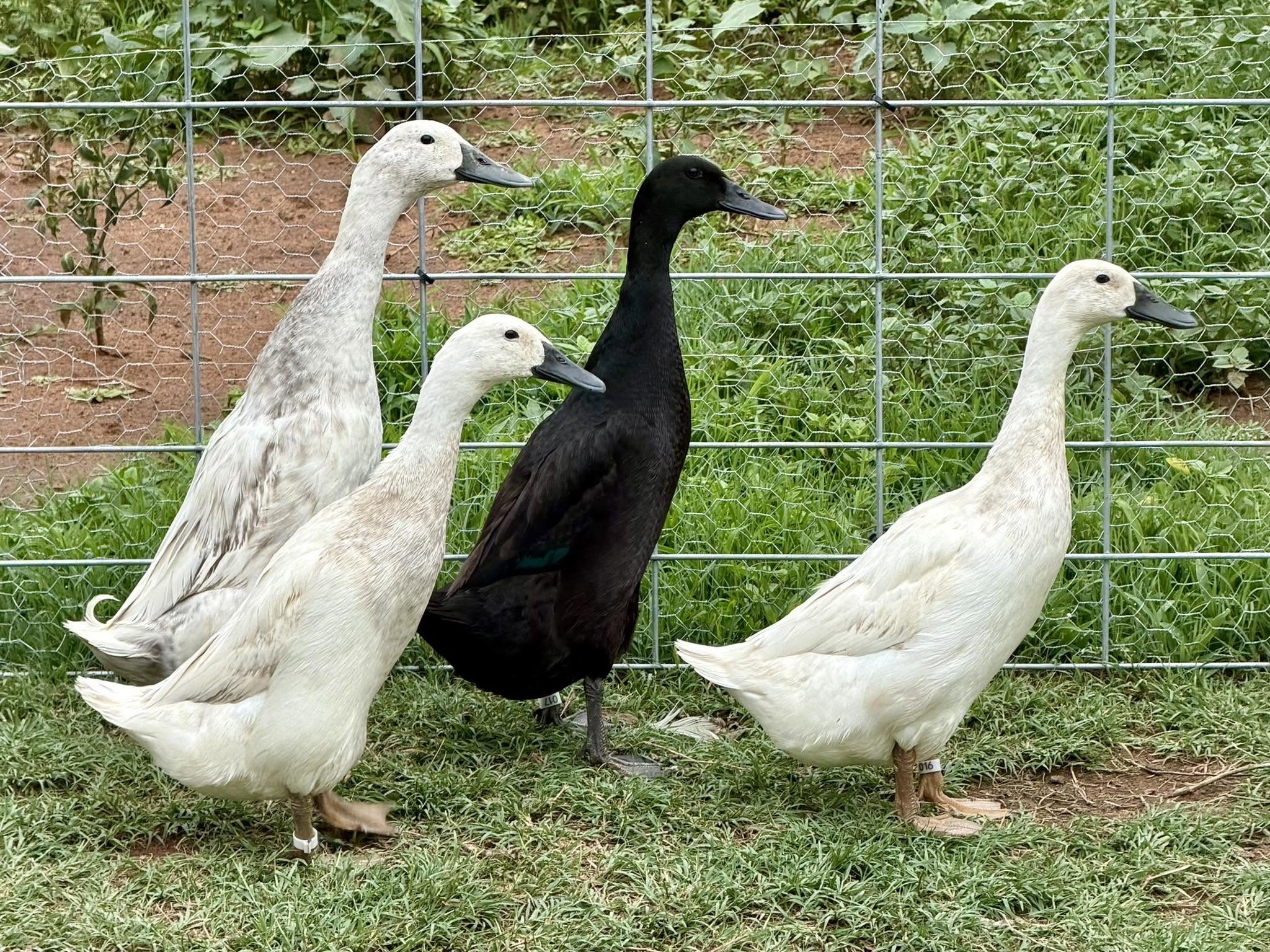 Runner Ducks