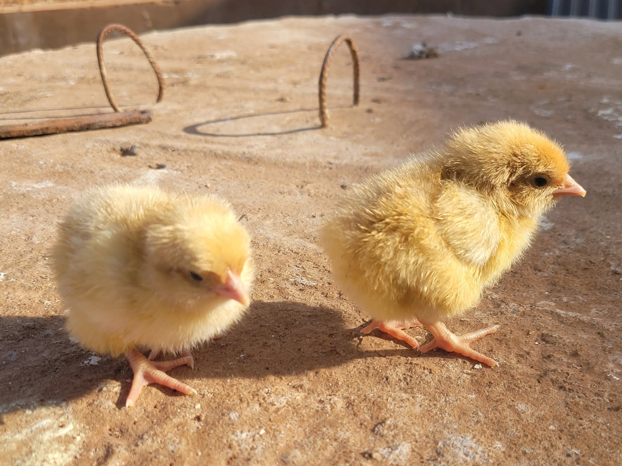 Buff Orpington Chicks